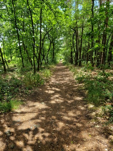 Dünenpfad Augustdorf