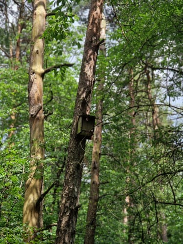 Dünenpfad Augustdorf
