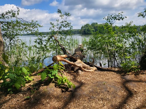 Rundwanderweg Großer Müllroser See