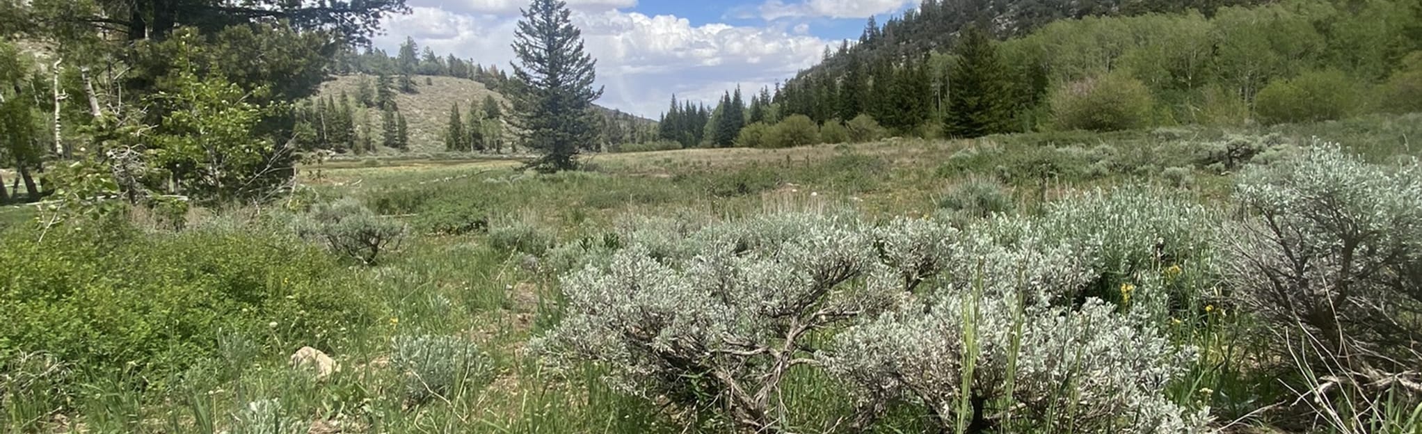 South Fork Baker Creek and Timber Creek Loop 151 Reviews, Map Nevada AllTrails