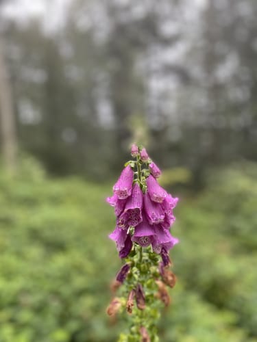 Guttahütte ab Huberhof