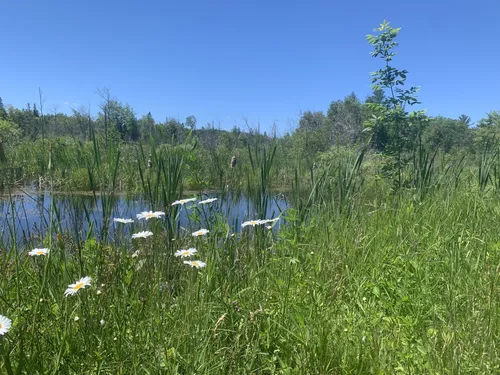 2023 Best River Trails in Cheboygan | AllTrails