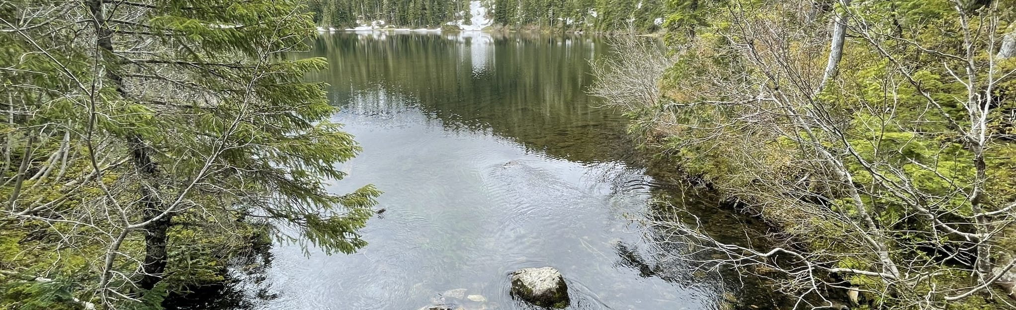 Deer Lake Trail 637 Reviews, Map Washington AllTrails