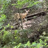 Peachtree City Cart Path Georgia - EyJidWNrZXQiOiJhc3NldHMuYWxsdHJhaWxzLmNvbSIsImtleSI6InVwbG9hZHMvcGhvdG8vaW1hZ2UvNDg2NTYxMDQvMDFmMmIxYmQ0ZmE2ZWY4MjIxODdlODg2YmQ3NDdkN2MuanBnIiwiZWRpdHMiOnsidG9Gb3JtYXQiOiJqcGVnIiwicmVzaXplIjp7IndpZHRoIjoxNjAsImhlaWdodCI6MTYwLCJmaXQiOiJjb3ZlciJ9LCJyb3RhdGUiOm51bGwsImpwZWciOnsidHJlbGxpc1F1YW50aXNhdGlvbiI6dHJ1ZSwib3ZlcnNob290RGVyaW5naW5nIjp0cnVlLCJvcHRpbWlzZVNjYW5zIjp0cnVlLCJxdWFudGlzYXRpb25UYWJsZSI6M319fQ==