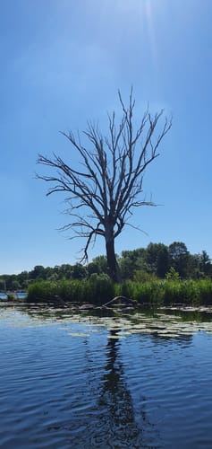 Paddeltour: Leibsch - Neuendorfer See - Werder