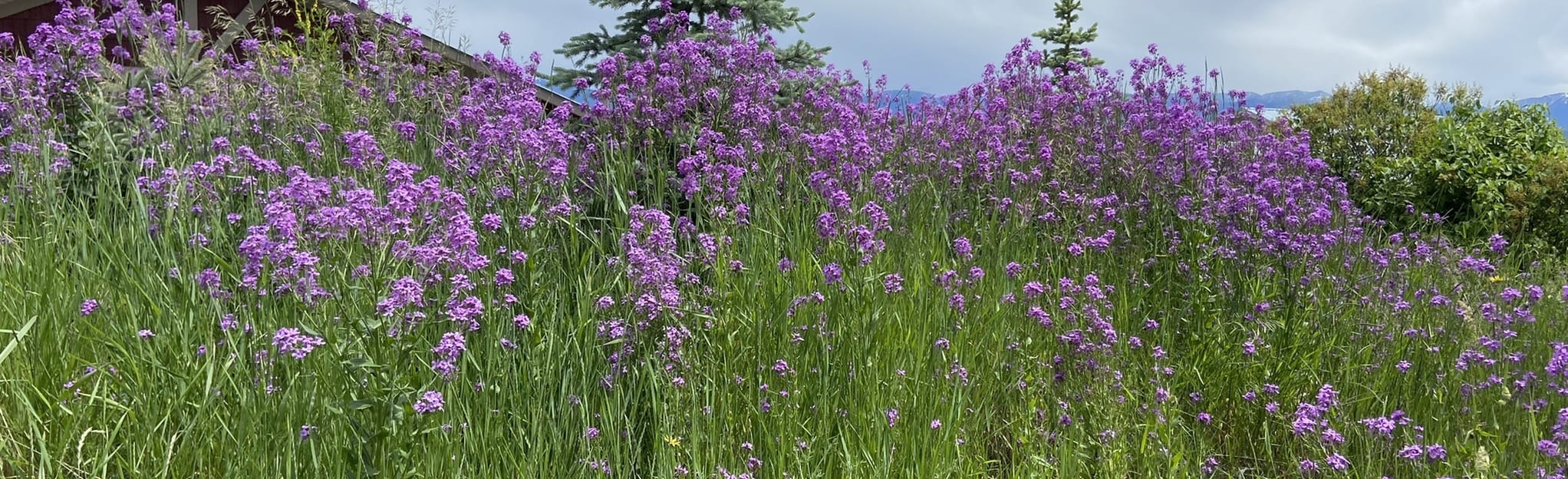 Somers Kalispell Rail Trail 46 Reviews, Map Montana AllTrails