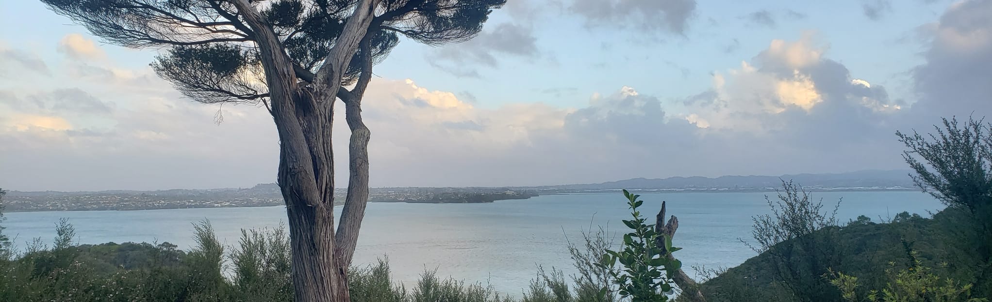 Kauri Point Centennial Path 110 Reviews, Map Auckland, New Zealand