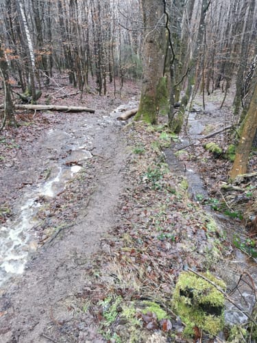 Donnersberg - Auf den Spuren der Kelten