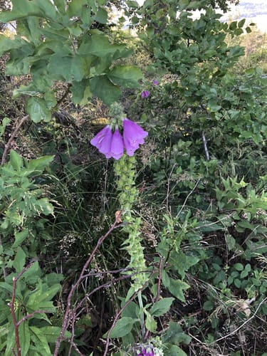 Schwalmtal Rundweg 1 - Zum Aussichtsturm auf der Altenburg