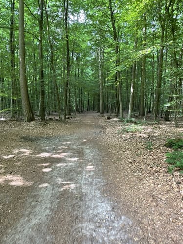 Durchs Syker Friedeholz
