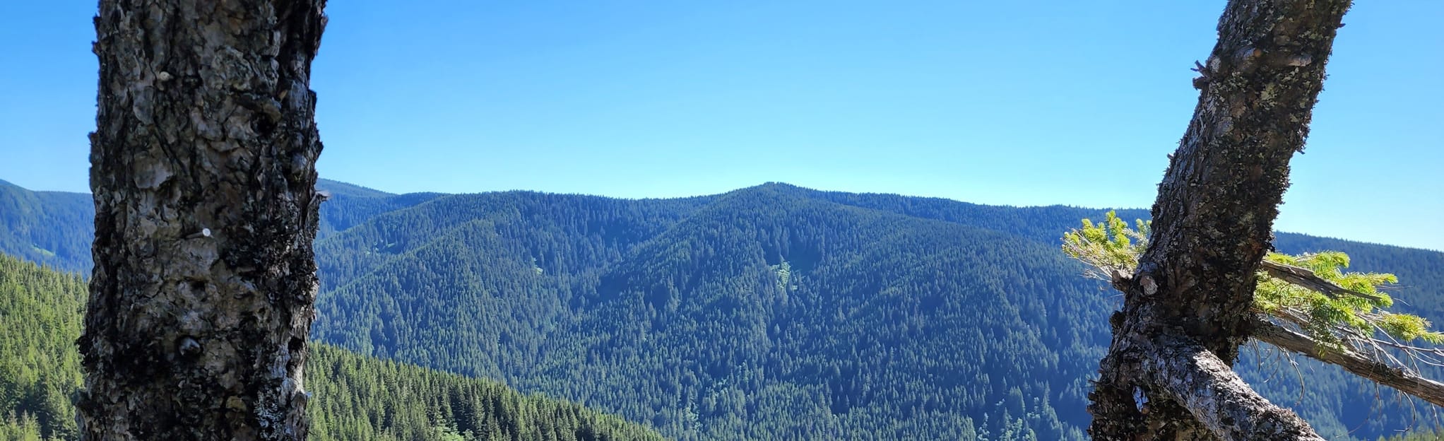 McIntyre Ridge Trail (782) via Douglas Trail (781) 180 Reviews, Map