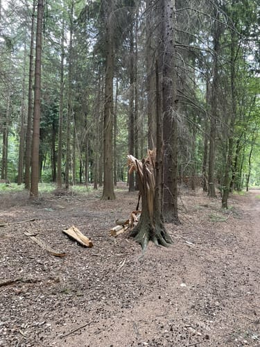 Durchs Syker Friedeholz