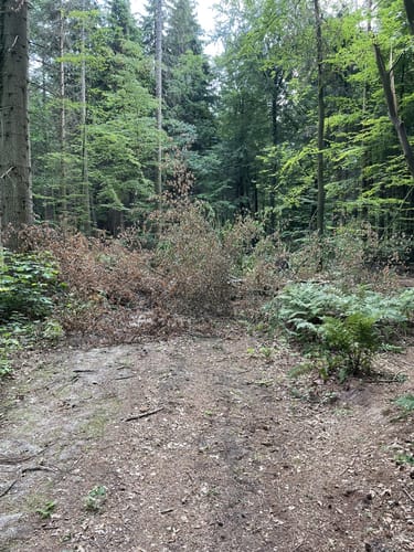 Durchs Syker Friedeholz