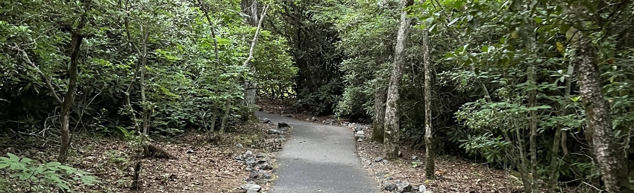 Brasstown Bald Trail, 1,560 Reviews, Map AllTrails