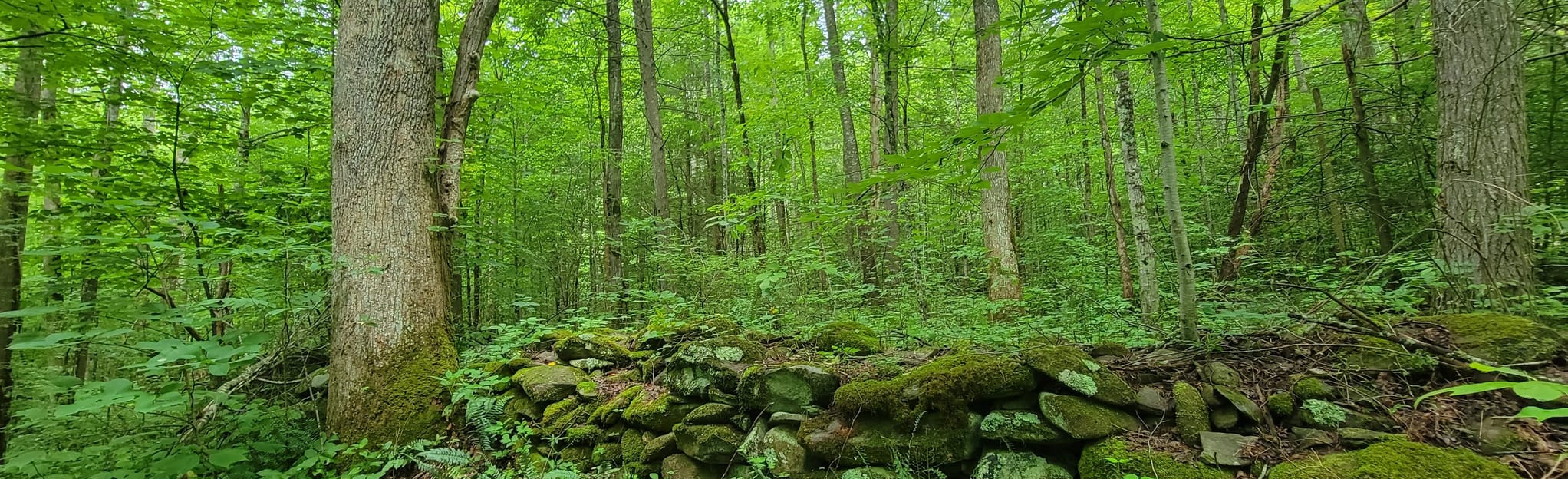 Hickory Flat Branch Quiet Walkway Map, Guide Tennessee AllTrails
