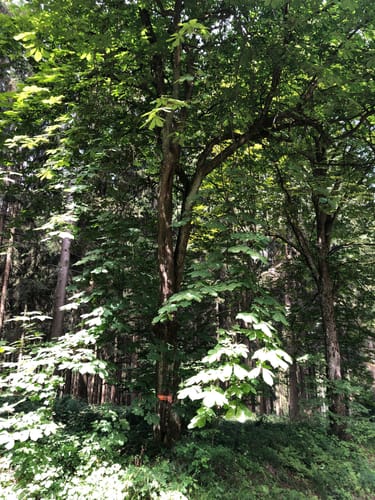 Von der Holzmühle zur Sennhütte im Osterwald