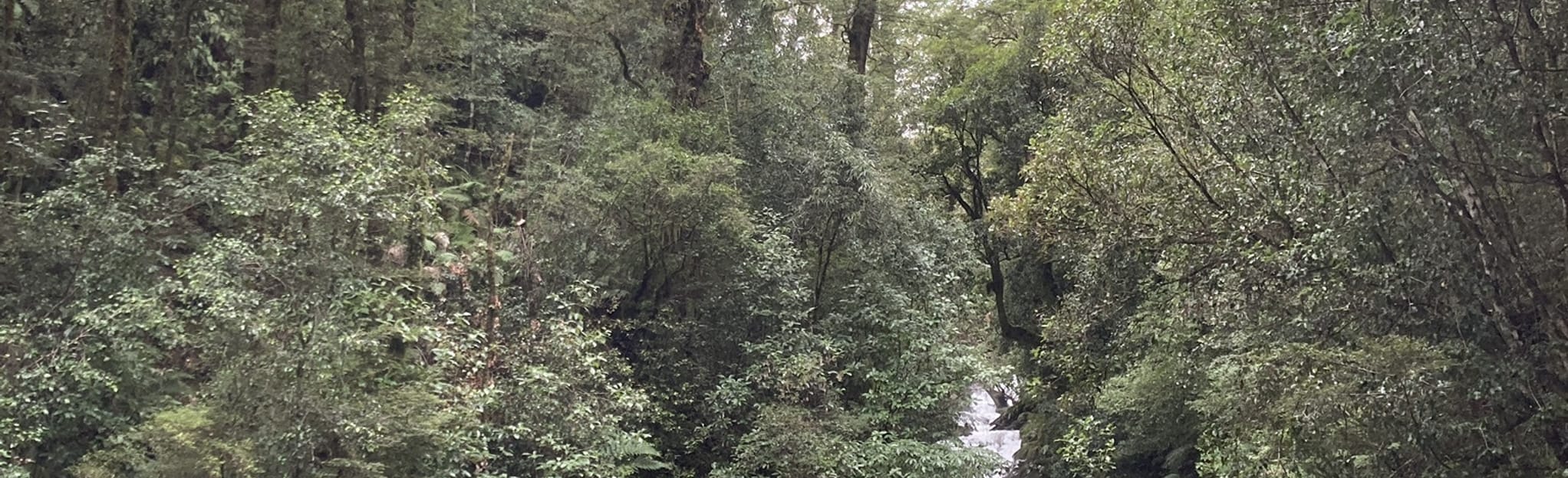 Clements Road End Campsite Waterfall Walk, Waikato, New Zealand 2