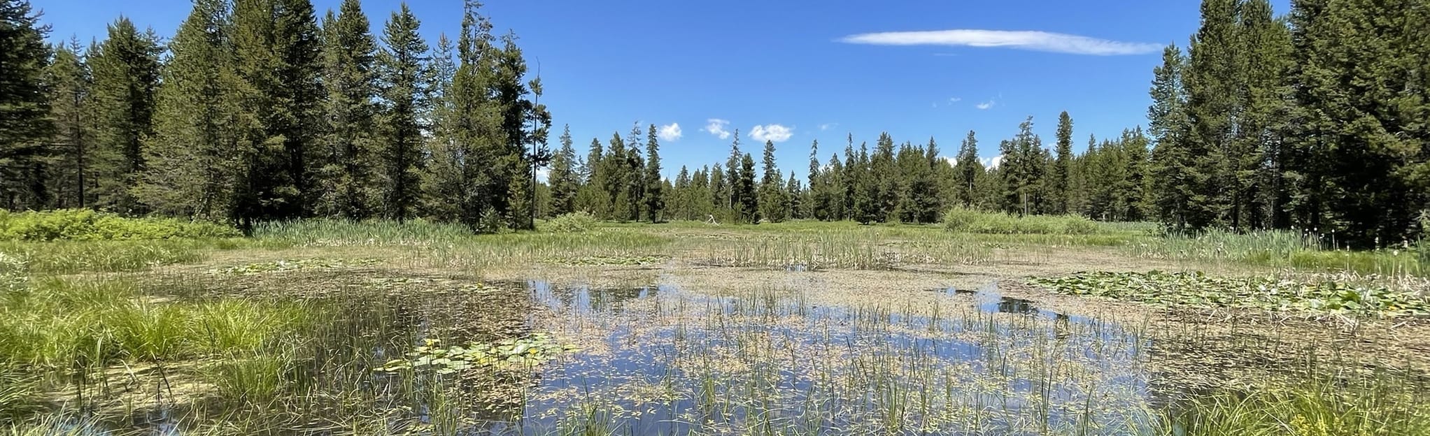 Golden Lake Loop 73 Reviews, Map Idaho AllTrails