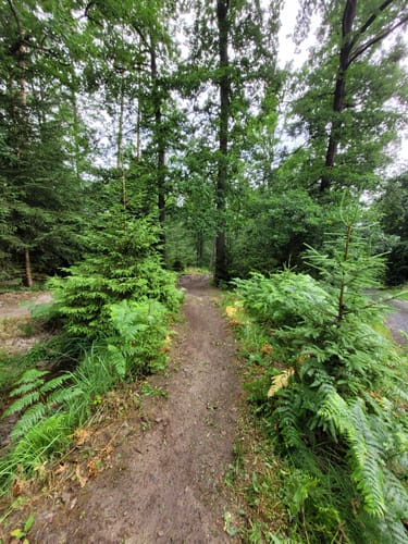 Haseltal-Trail (Flowtrail Bad Orb Nr. 15 )