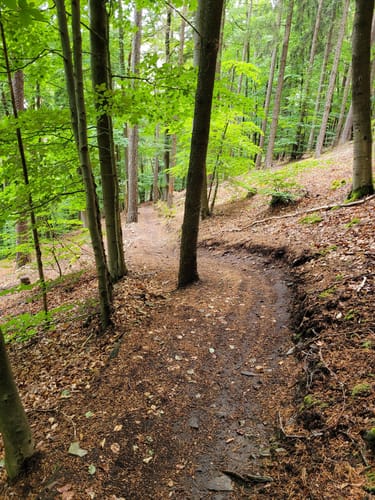 Wintersberg-Trail (Flowtrail Bad Orb Nr. 16)