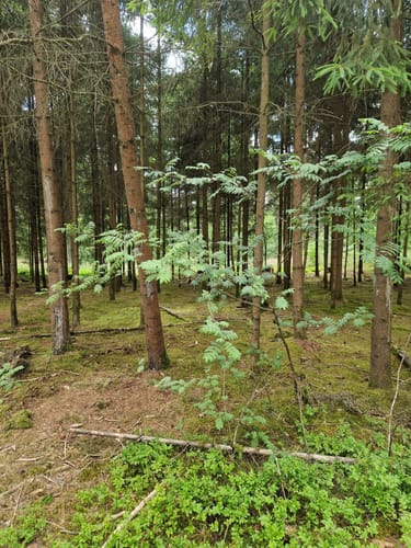 Dünenpfad Augustdorf