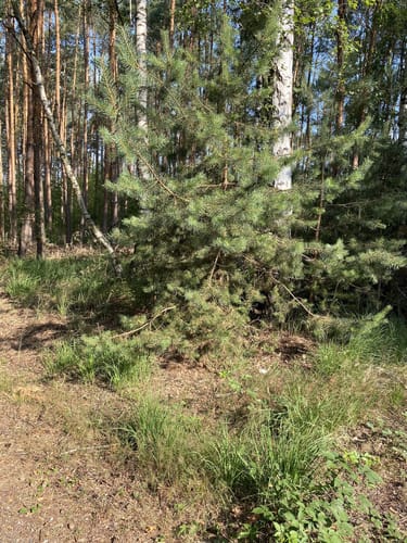 Um Grünewalder Lauch und Restloch 118