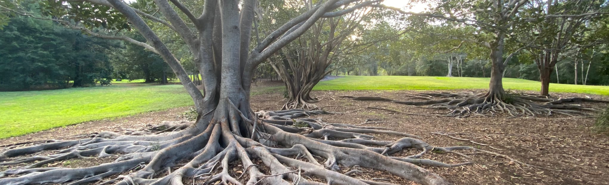 Kenmore Road to Rafting Ground Park Loop, Queensland, Australia 14