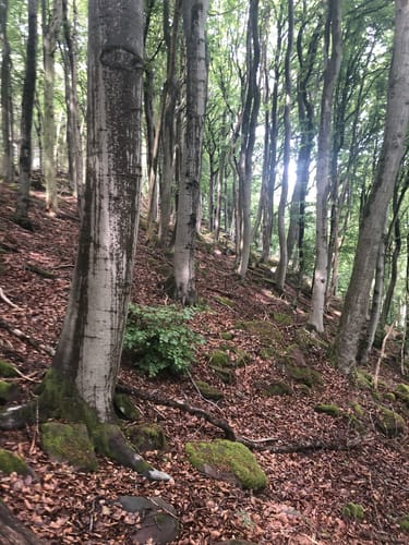 Engelberglauf Halbmarathon