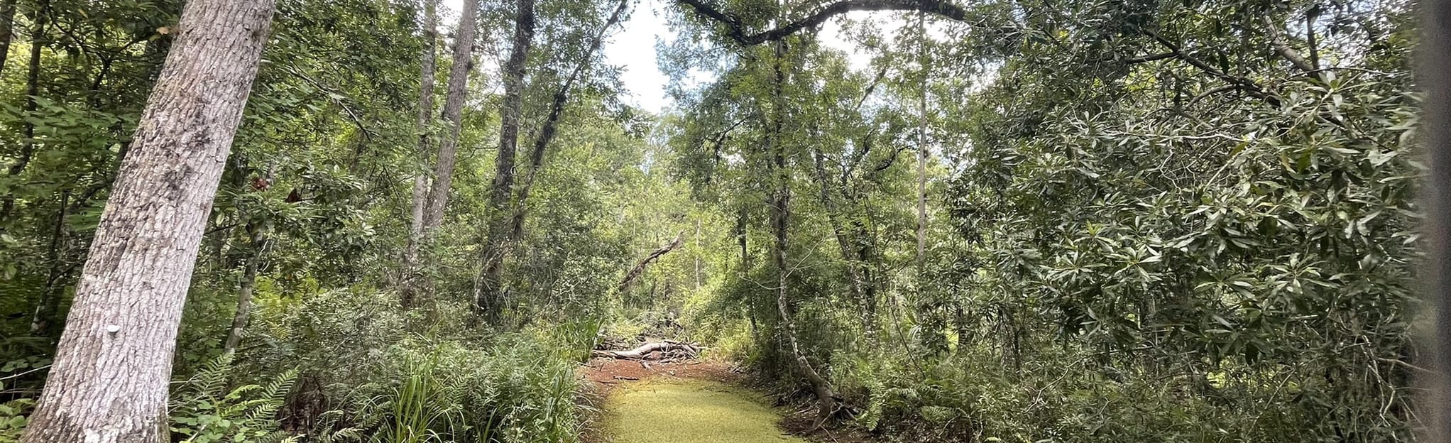 Brooker Creek Education Center Boardwalk, Florida 32 Reviews, Map