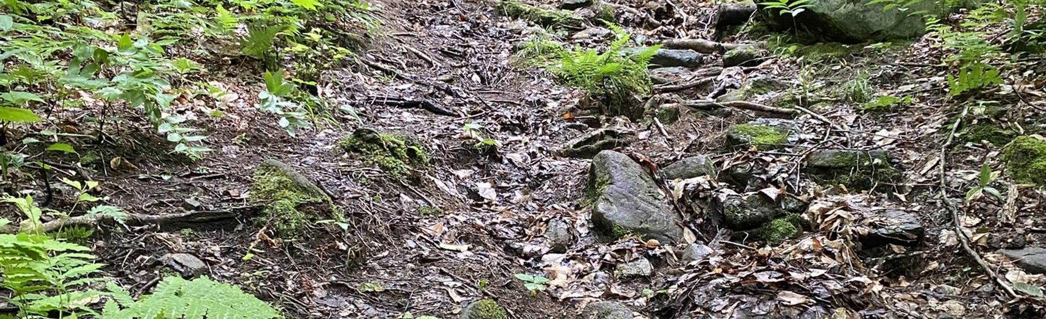 Carr Mountain Trail 78 Reviews, Map New Hampshire AllTrails