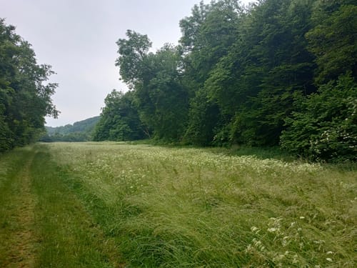 Michels Vitaltour (Premiumwanderweg)