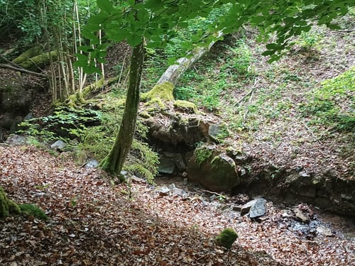 Michels Vitaltour (Premiumwanderweg)