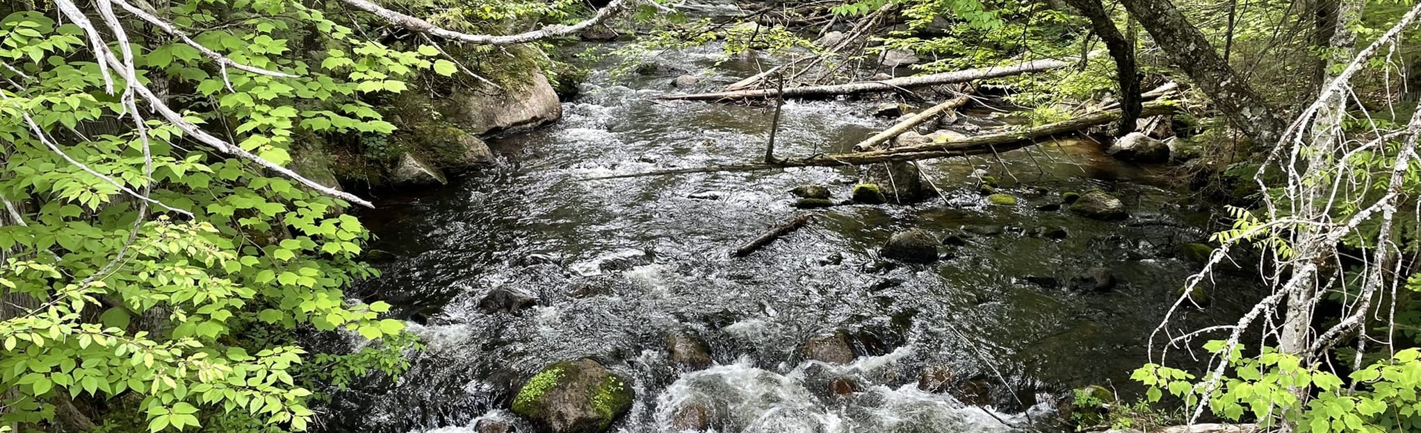 AllTrails Barnard Mountain Trail Via International Appalachian Trail