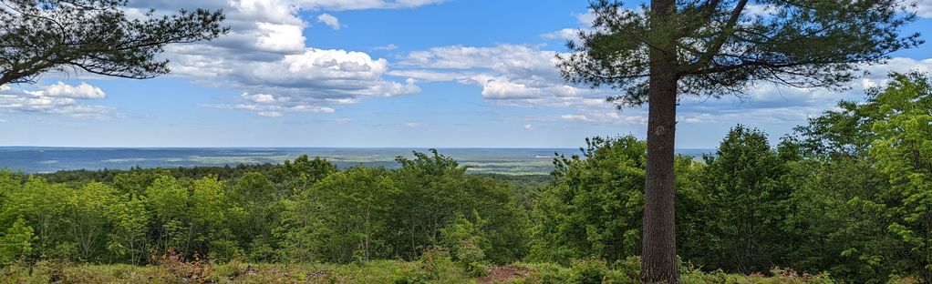 Maine Can Koozie - State With Trees