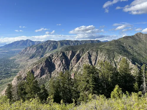 se permiten perros en el bosque nacional uinta wasatch cache