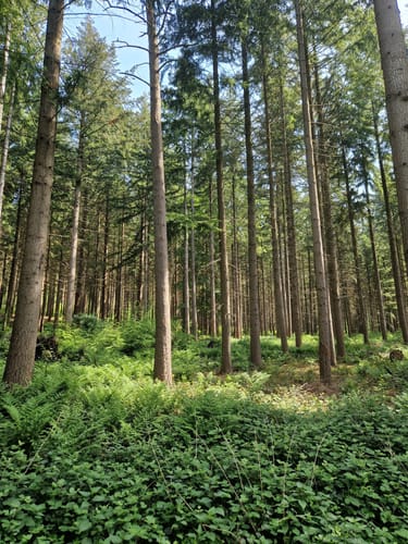 Bielfelder Berg und Ebberg ab Habichtshöhe
