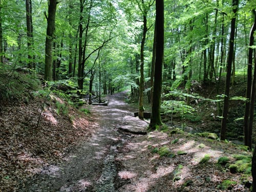 Rhön-Rundweg 4 Moordorf