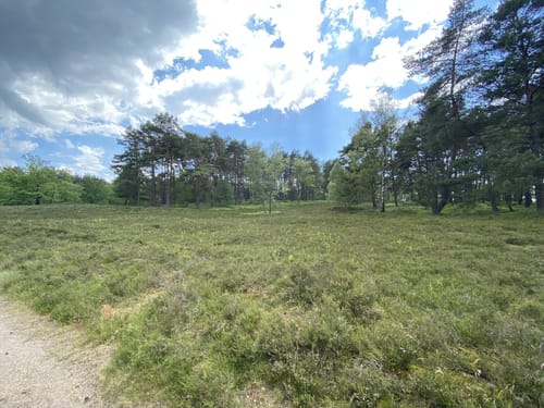 Zum Segelflugplatz durch die Fischbeker Heide