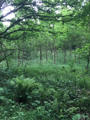 St. Egidien - Rümpfwald - Rundweg