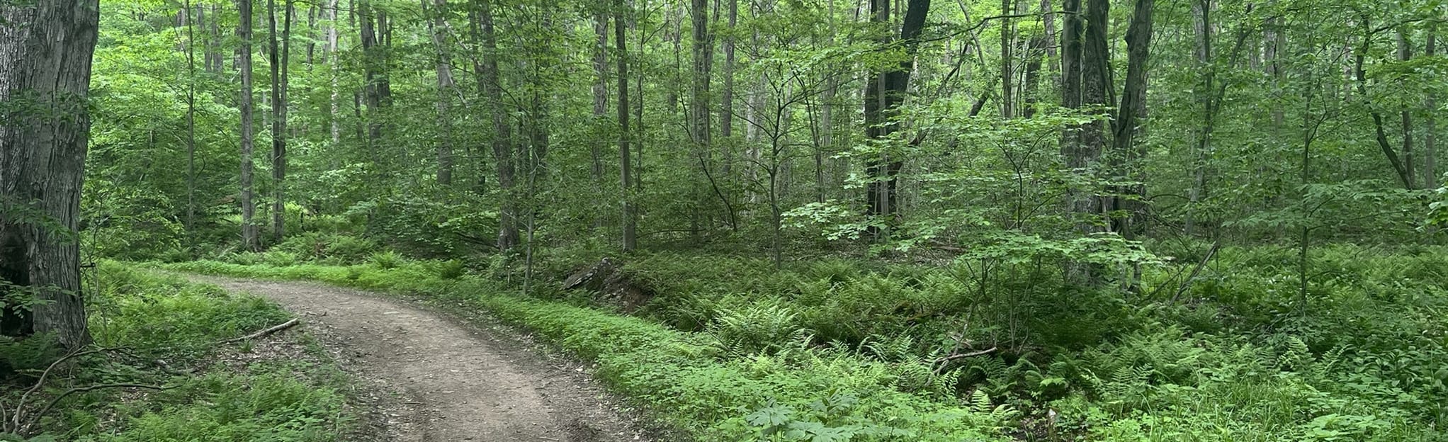 Snowsnake Run to Patterson Loop Map, Guide New York AllTrails