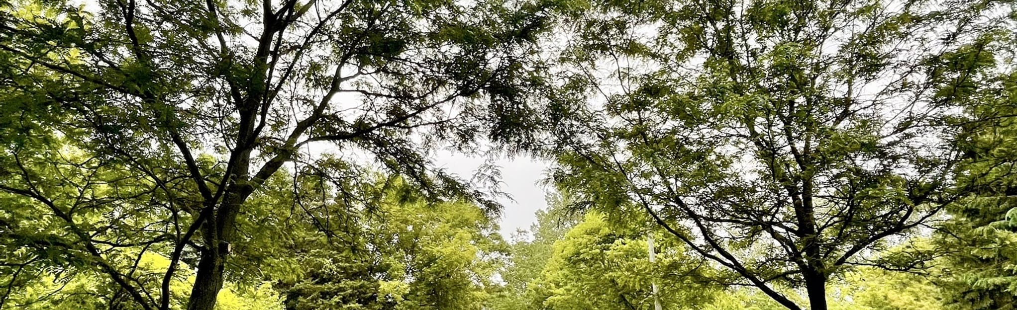 Morrison Park Loop, Ontario, Canada 35 Reviews, Map AllTrails