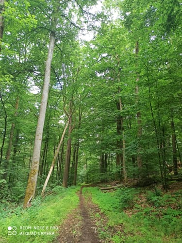Schwarzenfels - Eckarts