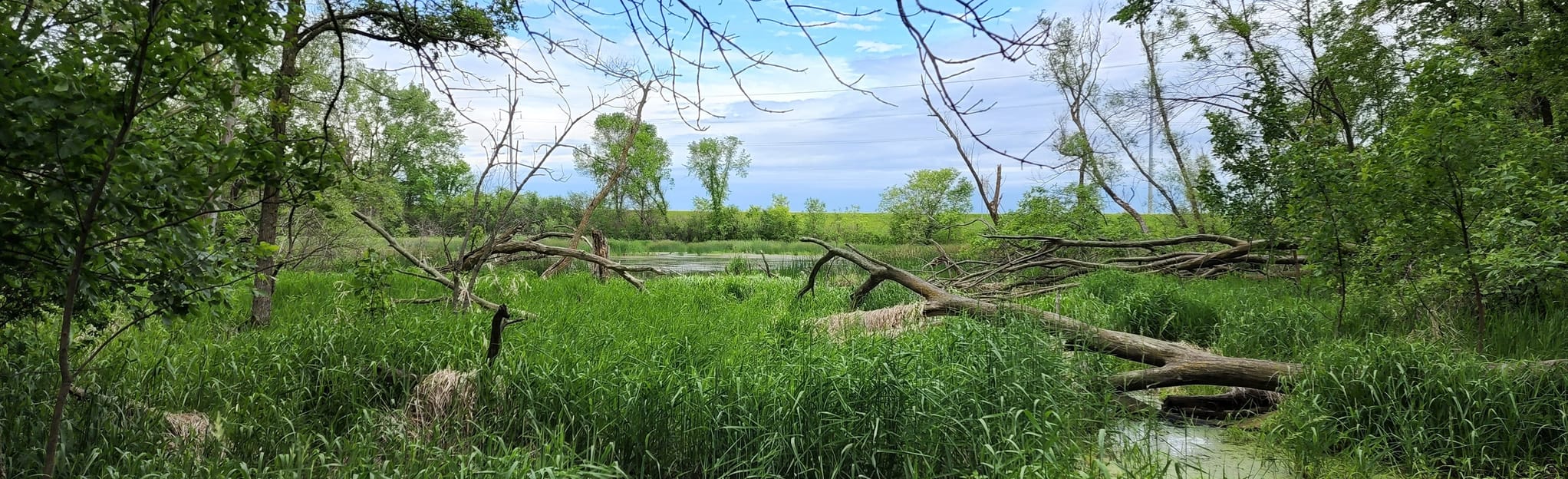 Wahpekute, Hidden Pond, Sumac, Big Woods, and Oak Tree Trails Loop ...