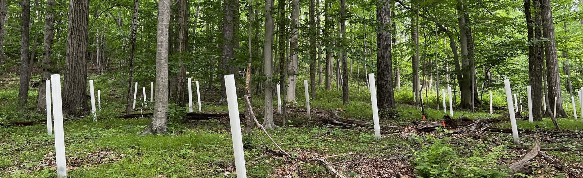 AllTrails Red, Blue and White Trails Loop Woosamonsa Ridge 35