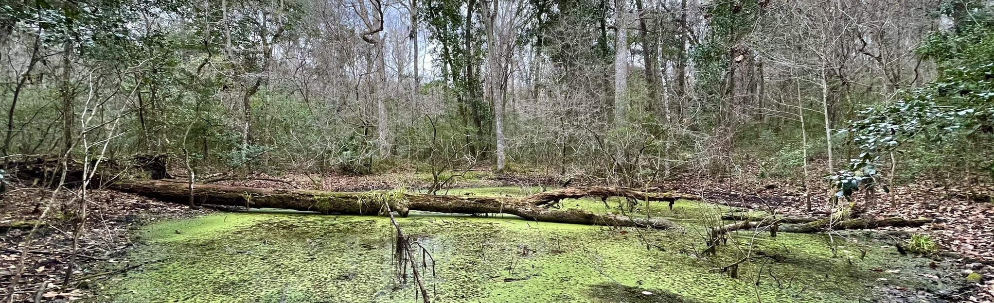 Moonshine and Creek Sink Trail, Florida 374 Reviews, Map AllTrails
