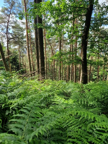 Mielberg-Petersberg-Rundweg