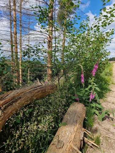 Mielberg-Petersberg-Rundweg