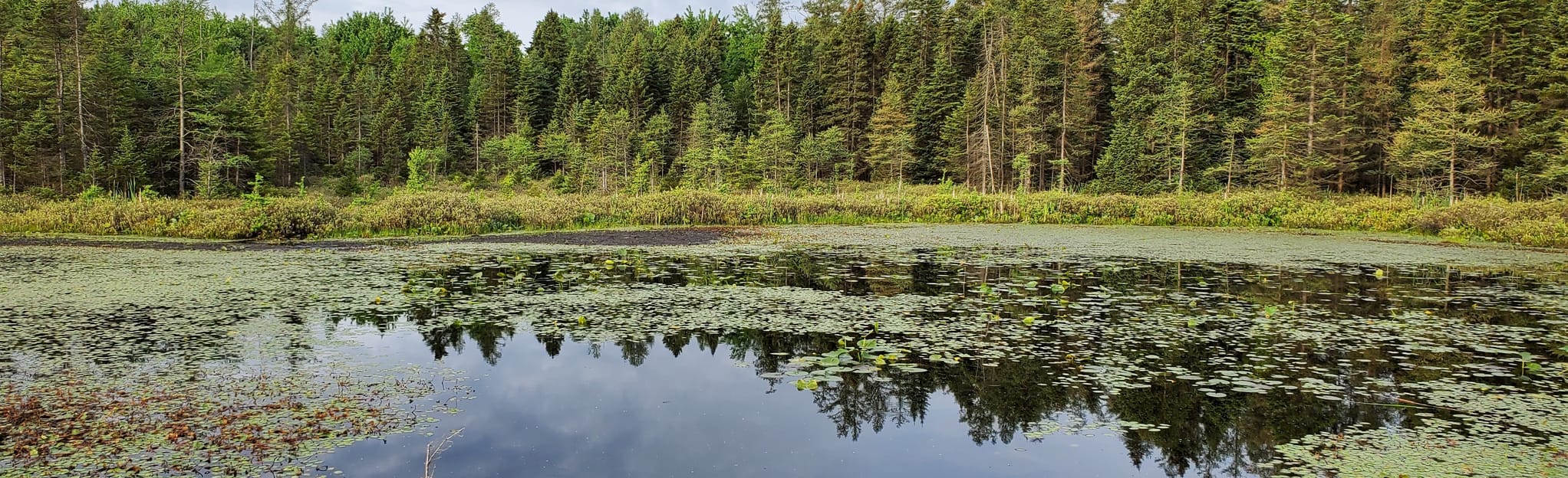 Sifton Bog Trail, Ontario, Canada 205 Reviews, Map AllTrails