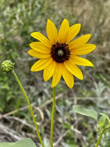 Best Hikes and Trails in McClellan Creek National Grassland | AllTrails