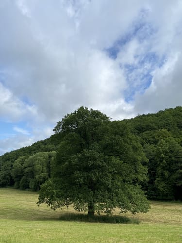 EifelSpur Kräuterpfad (Gemeinde Nettersheim)
